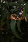 Acacia melanoxylon