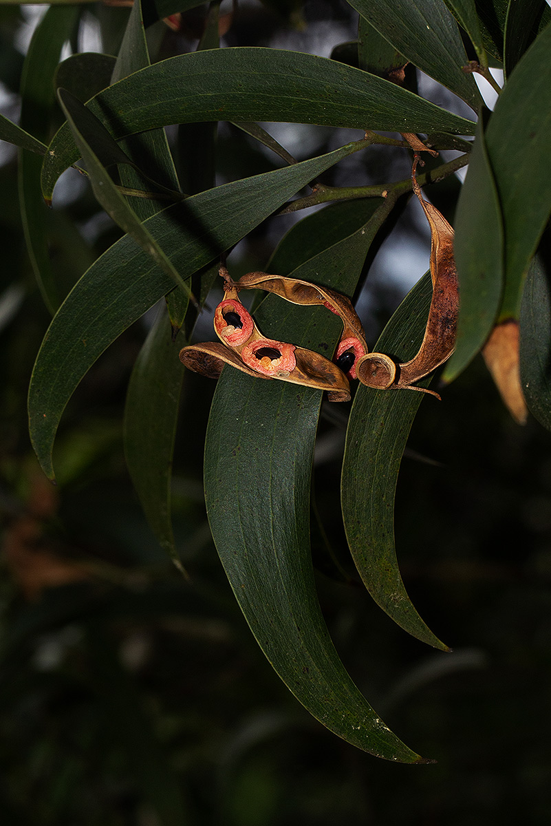 Acacia melanoxylon