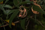 Acacia melanoxylon