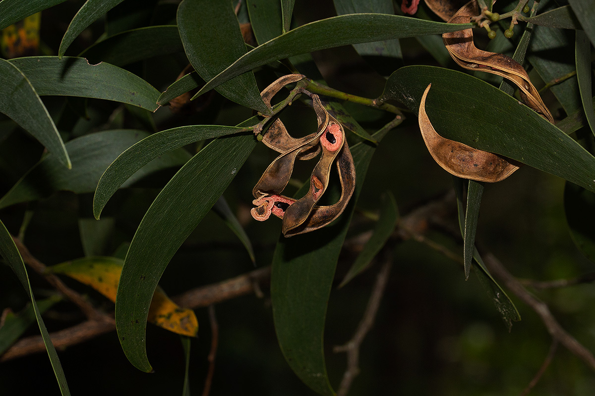 Acacia melanoxylon