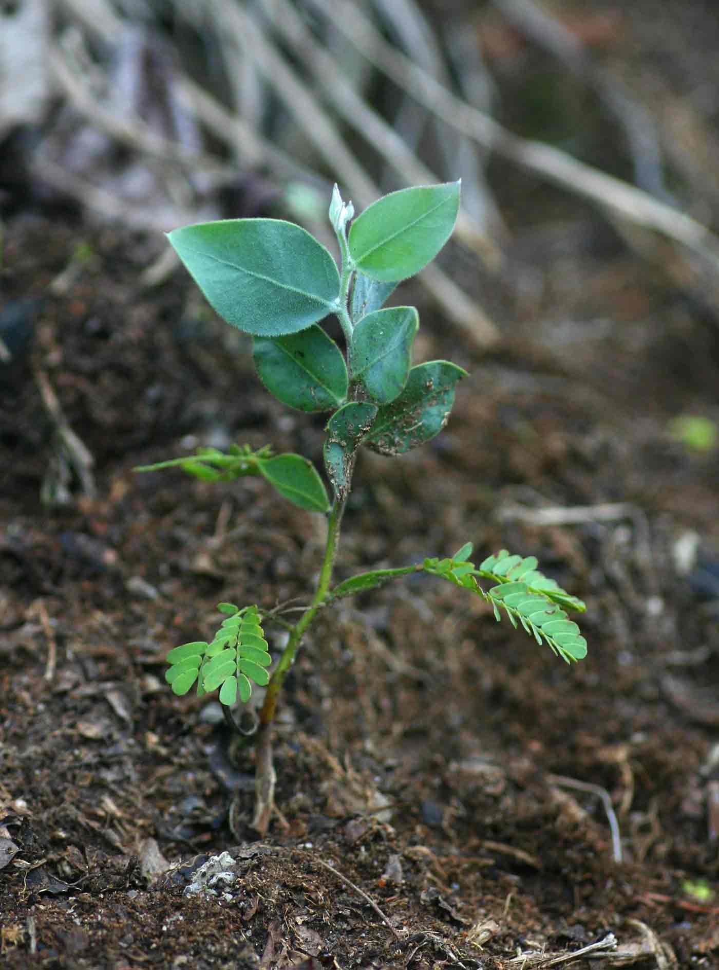 Acacia podalyriifolia