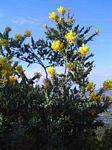 Acacia podalyriifolia
