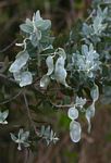 Acacia podalyriifolia