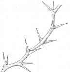 Faidherbia albida