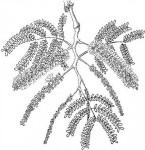 Faidherbia albida