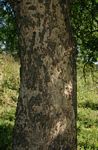 Faidherbia albida