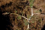 Faidherbia albida