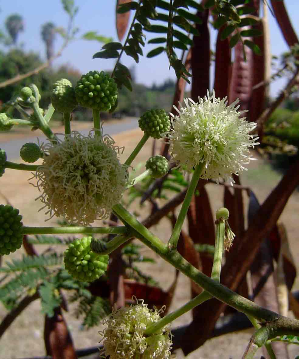 Leucaena leucocephala
