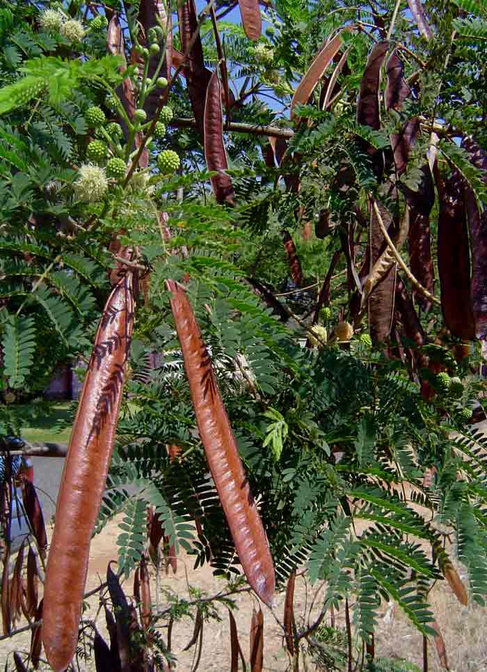 Leucaena leucocephala