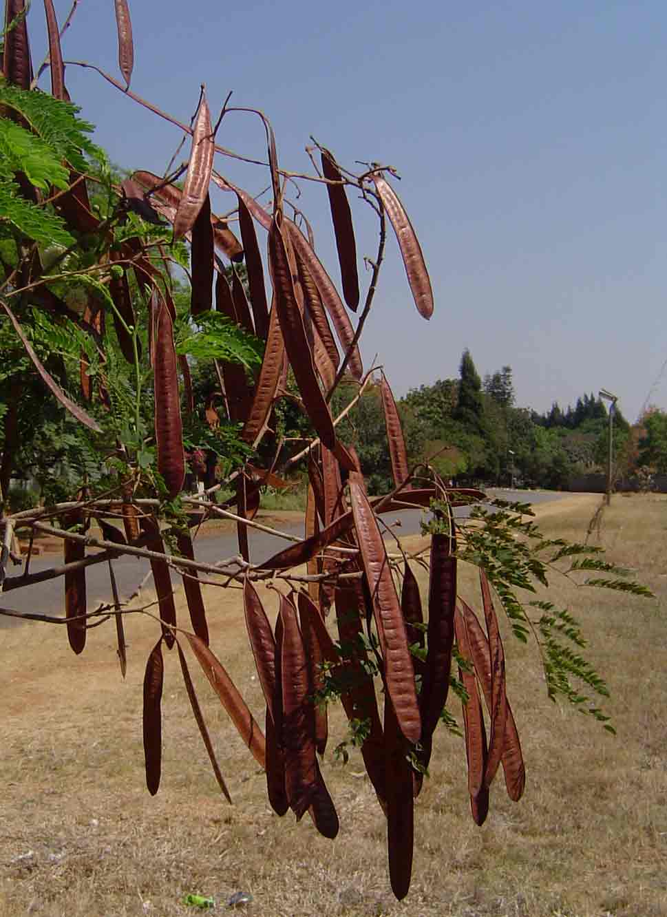 Leucaena leucocephala