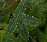 Mimosa pudica