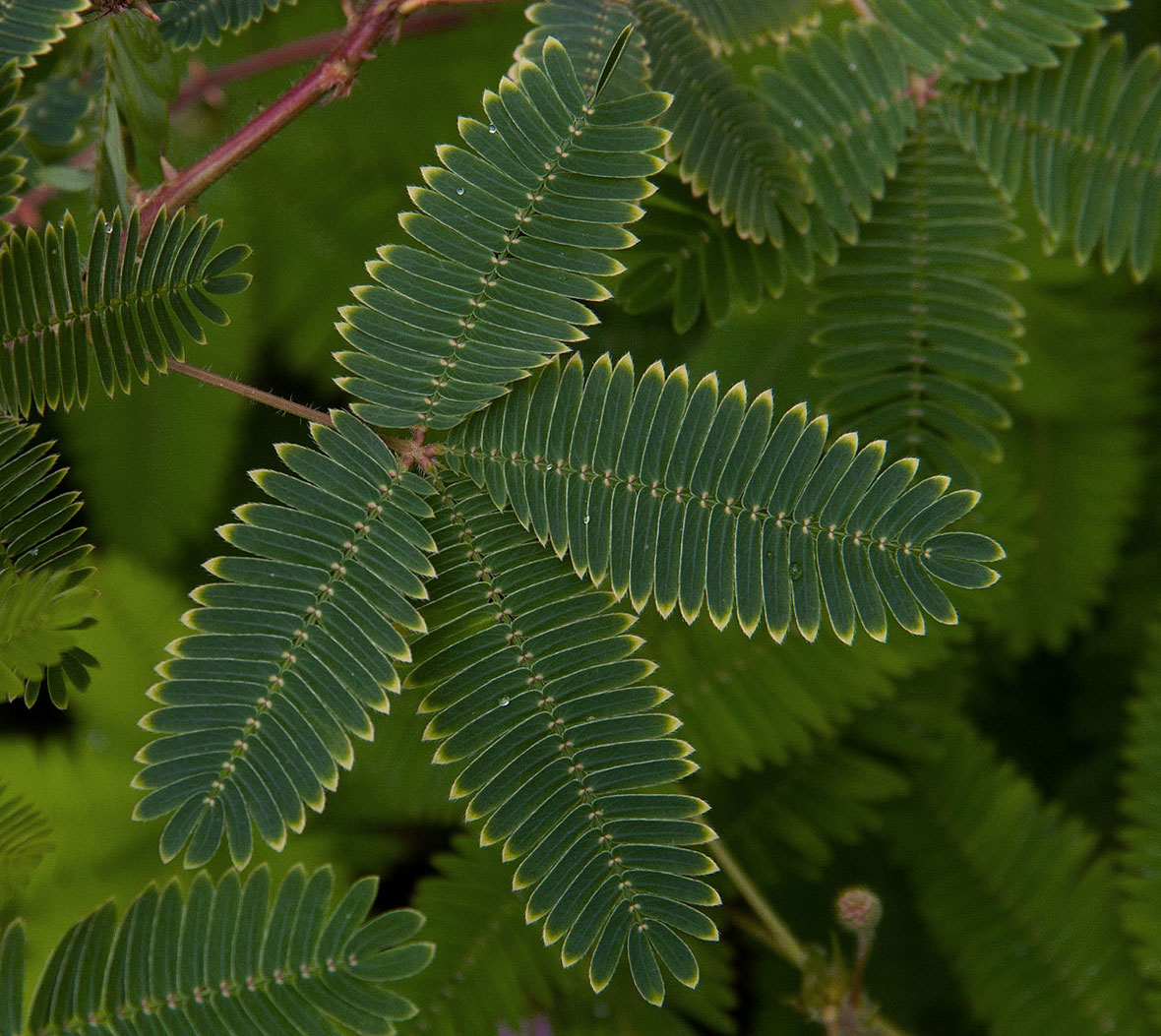 Mimosa pudica