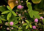 Mimosa pudica