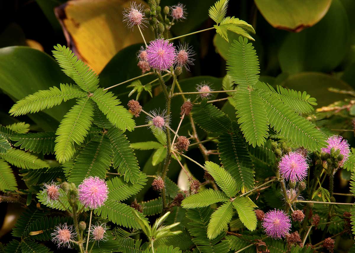 Mimosa pudica