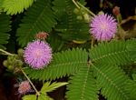 Mimosa pudica
