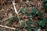 Mimosa pudica