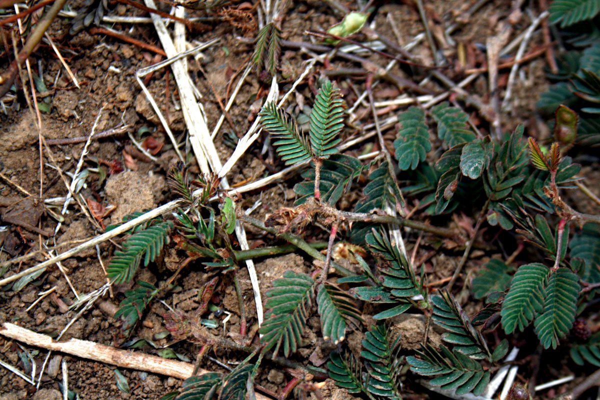 Mimosa pudica