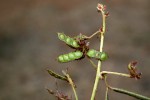Mimosa pudica