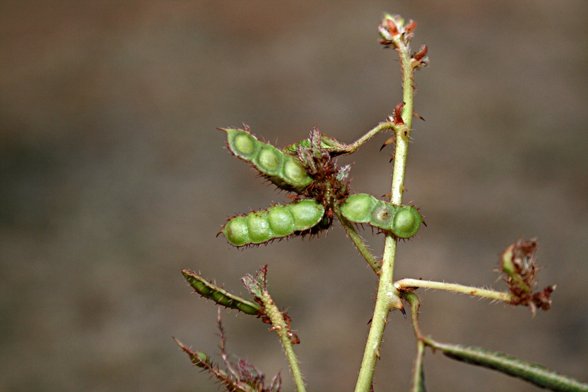 Mimosa pudica