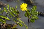 Neptunia oleracea