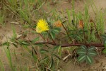 Neptunia oleracea