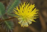 Neptunia oleracea