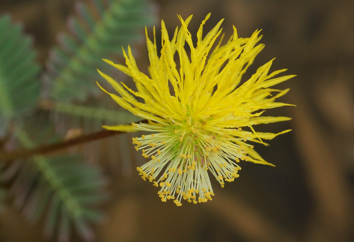 Neptunia oleracea