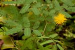 Neptunia oleracea