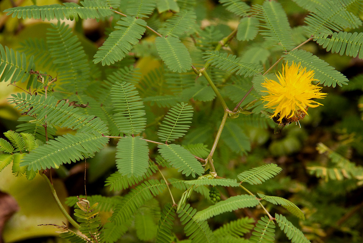 Neptunia oleracea
