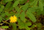 Neptunia oleracea