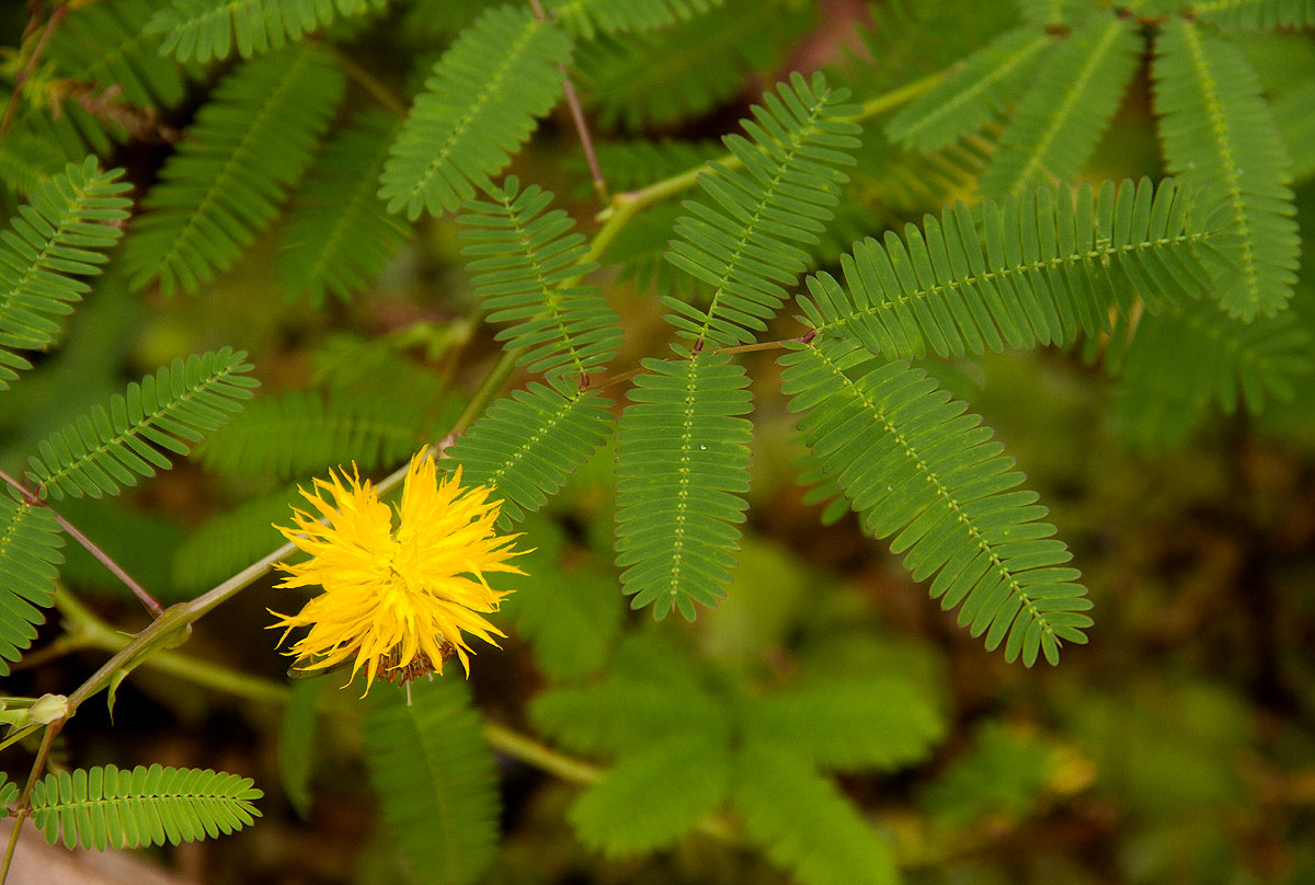 Neptunia oleracea