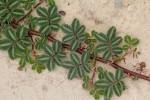 Neptunia oleracea