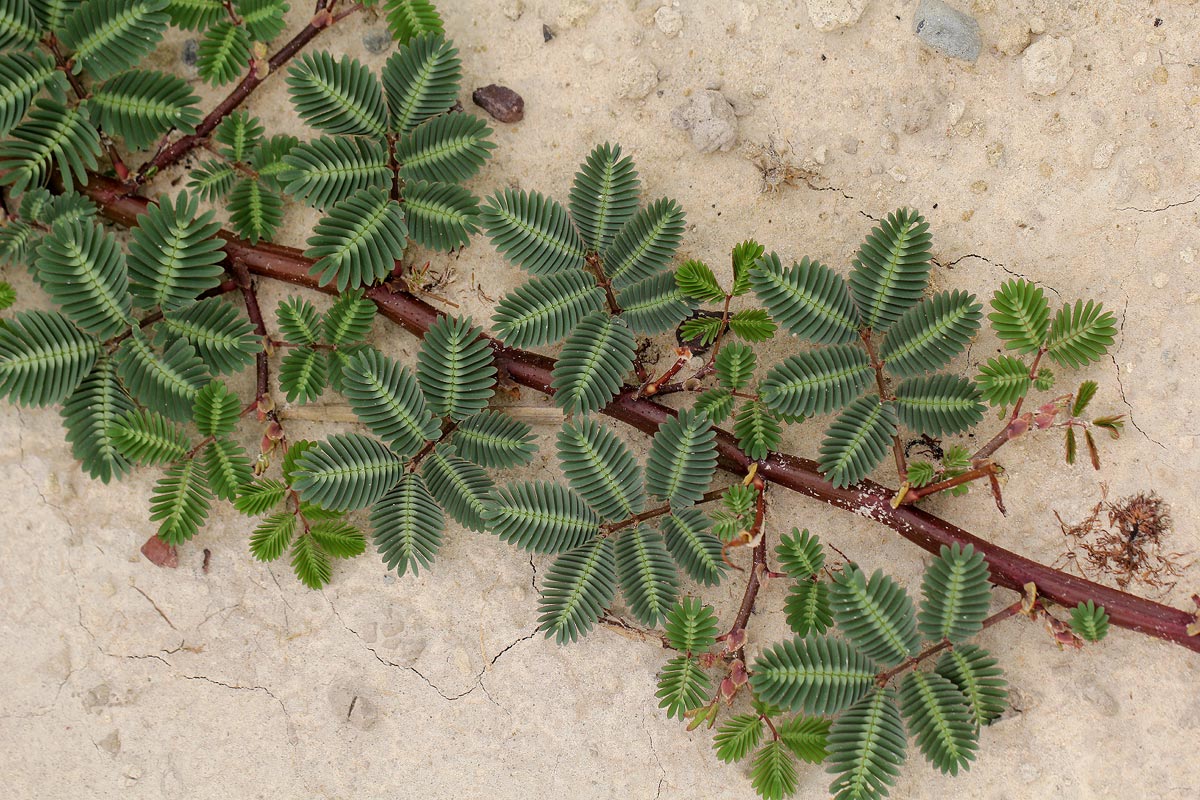 Neptunia oleracea
