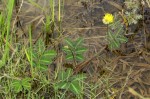 Neptunia oleracea
