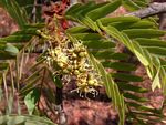 Brachystegia boehmii