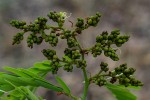 Brachystegia boehmii