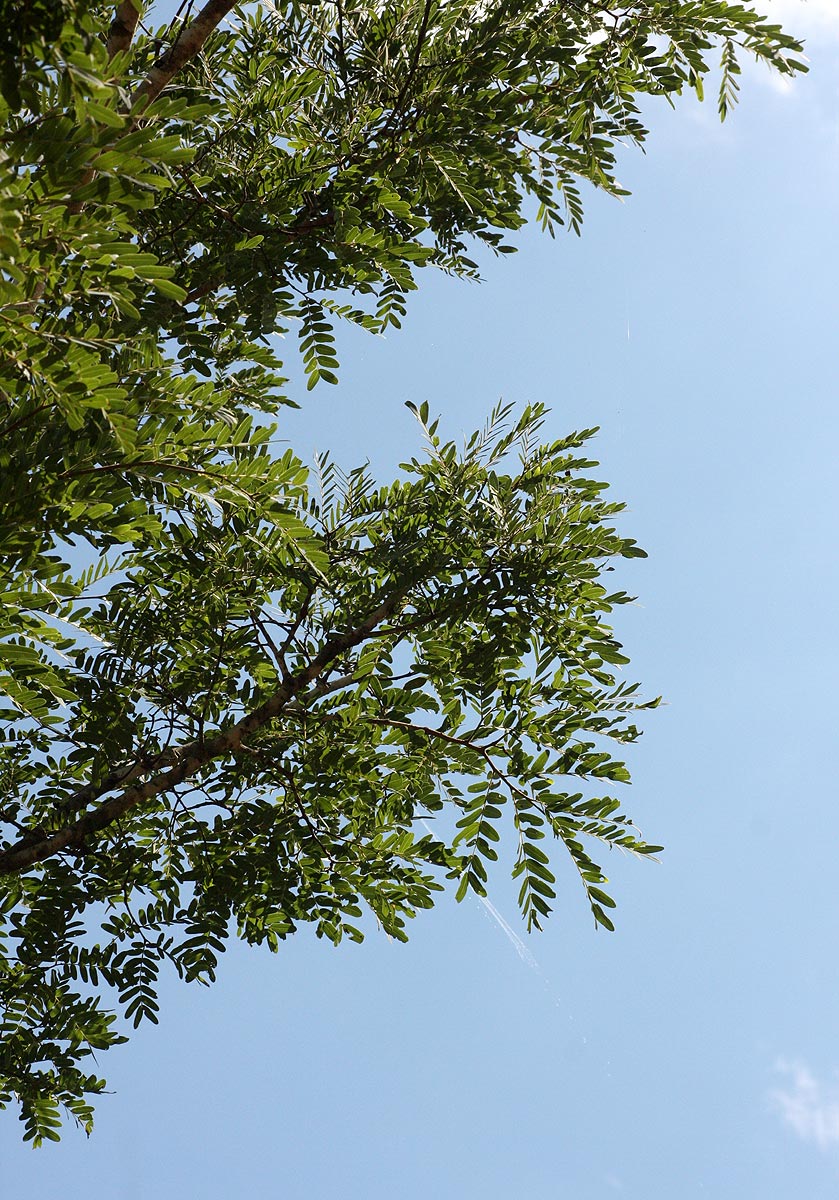 Brachystegia utilis