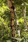 Brachystegia utilis