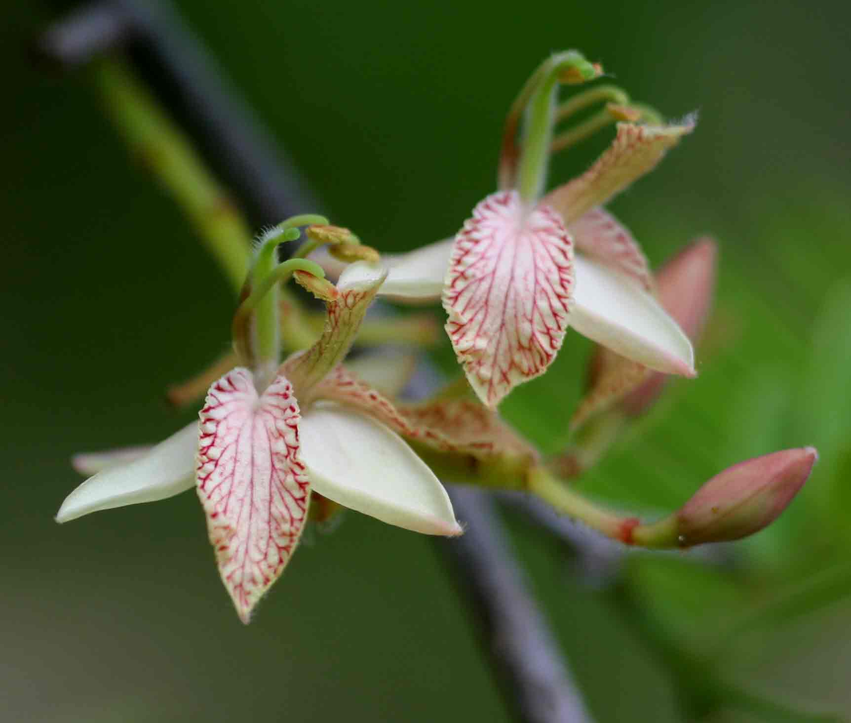 Tamarindus indica