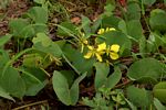 Tylosema fassoglense