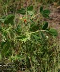Chamaecrista absus