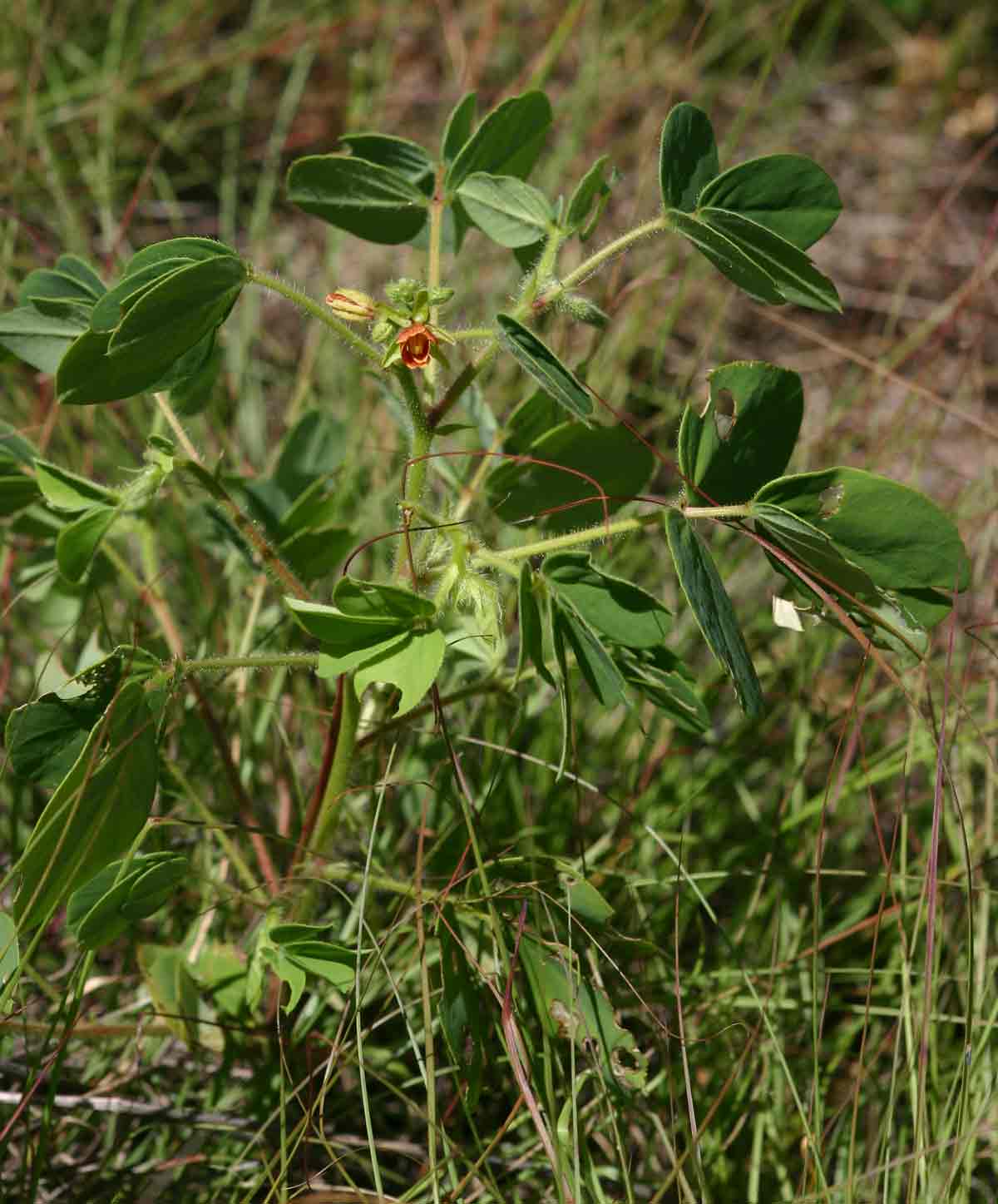 Chamaecrista absus