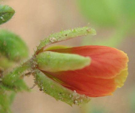 Chamaecrista absus