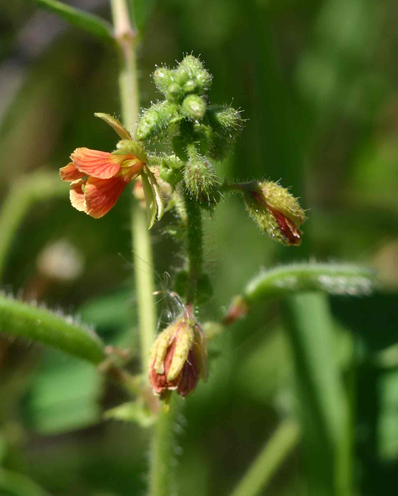 Chamaecrista absus