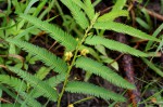 Chamaecrista stricta