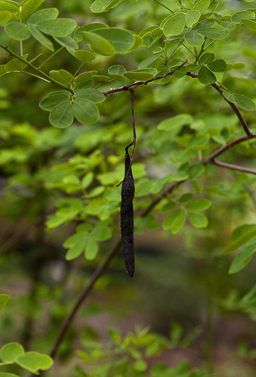 Senna bicapsularis