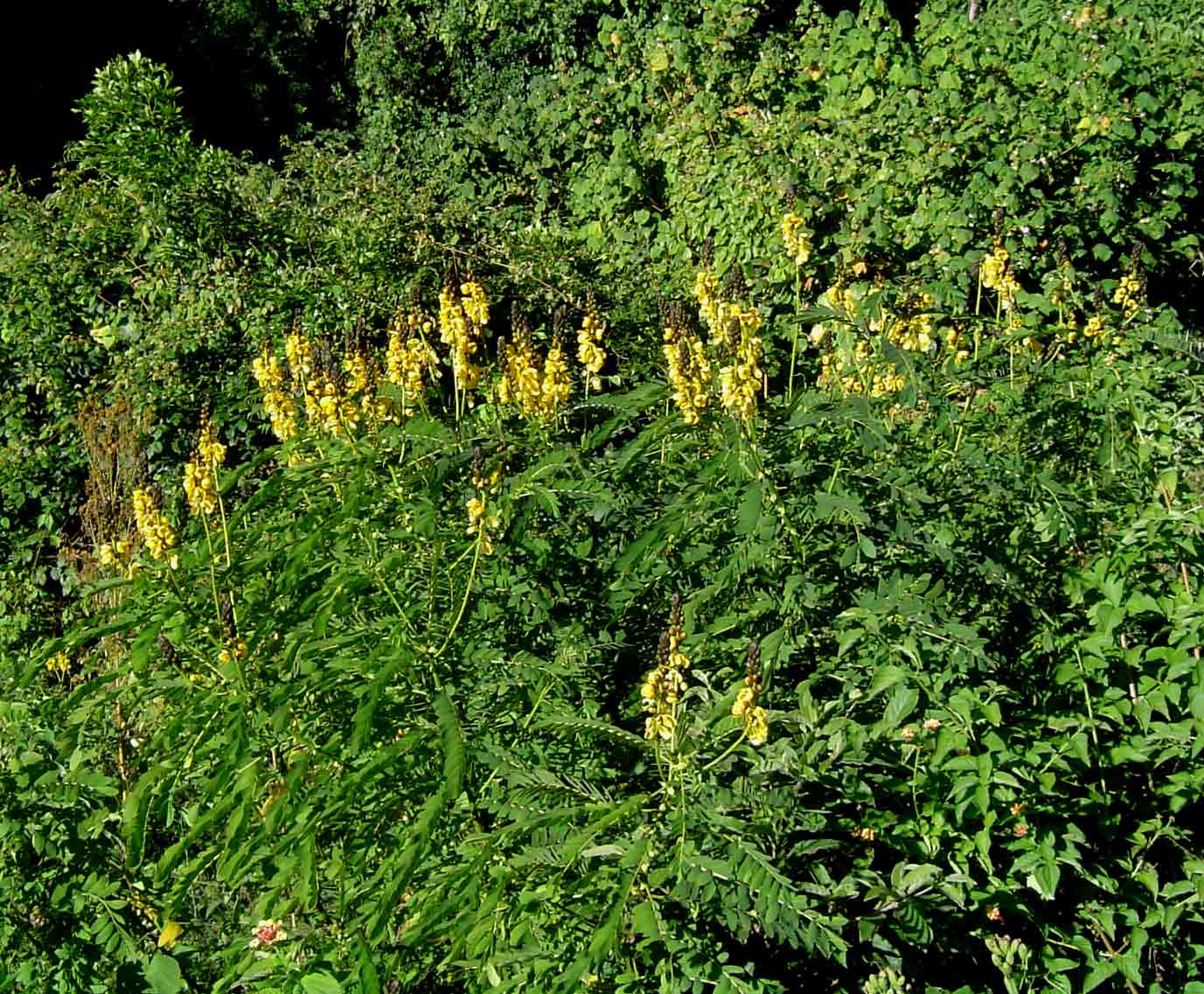 Senna didymobotrya