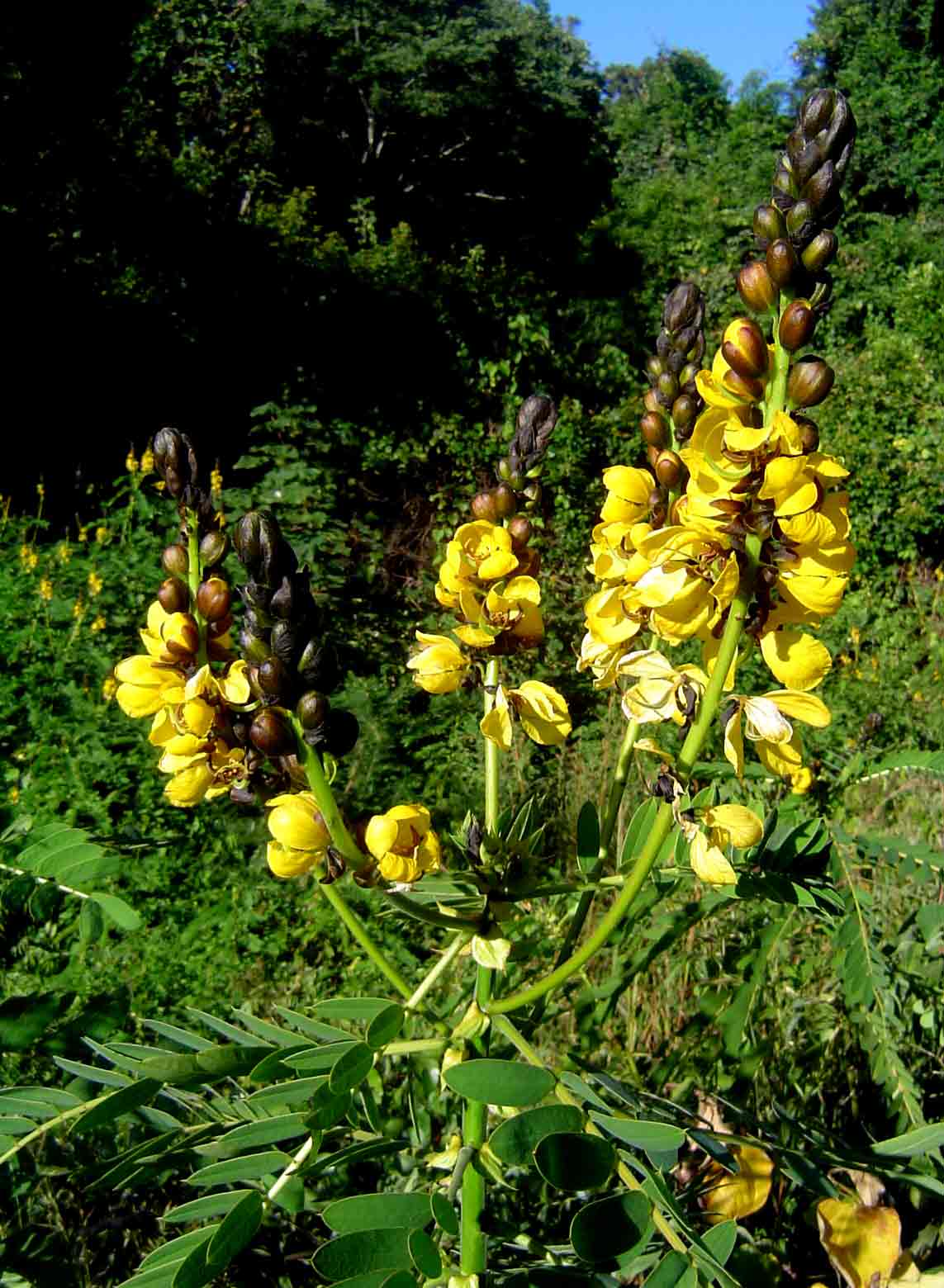 Senna didymobotrya