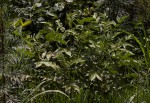 Senna hirsuta