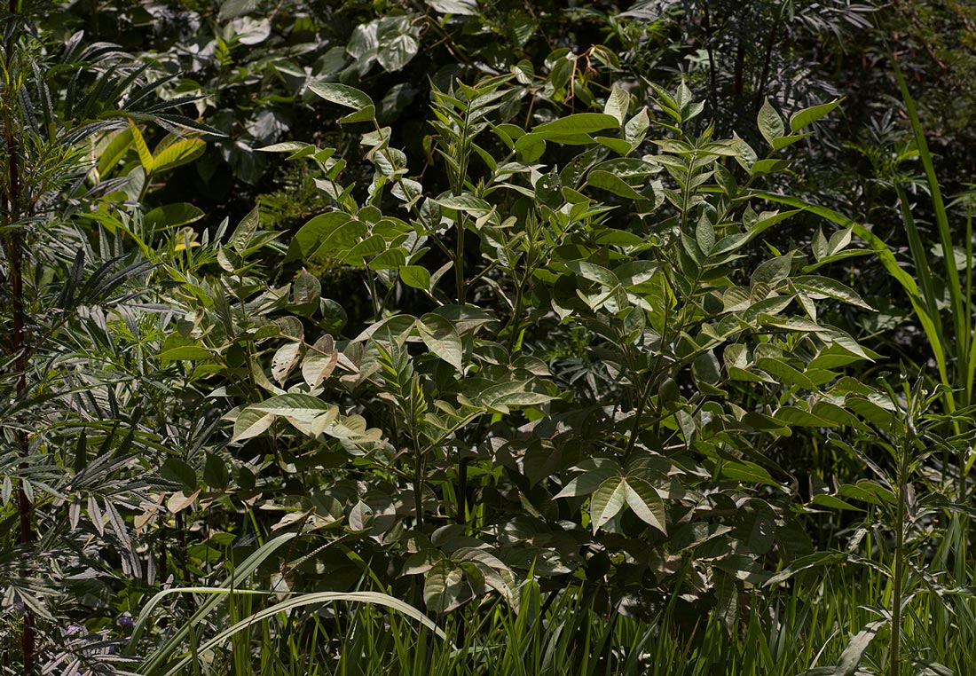 Senna hirsuta